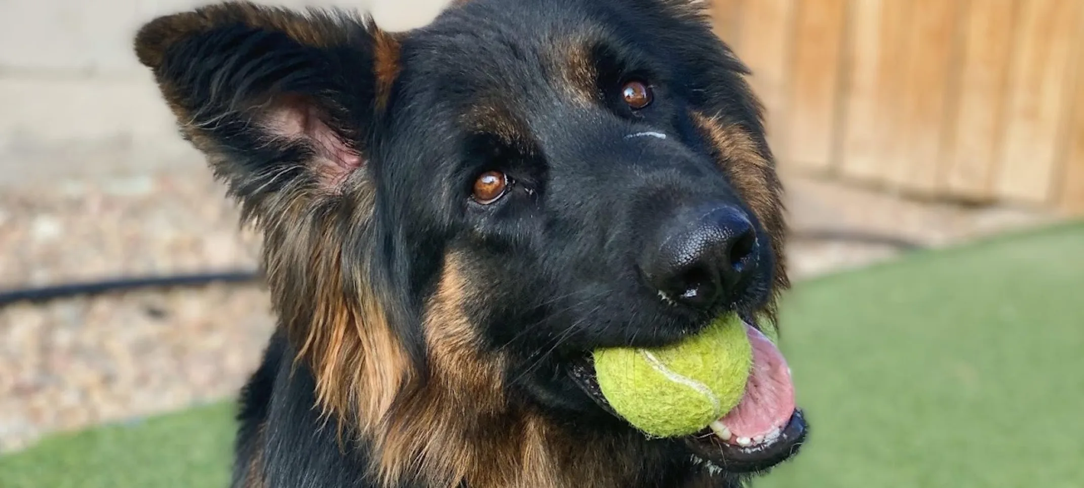 Dog With a Tennis Ball in his Mouth